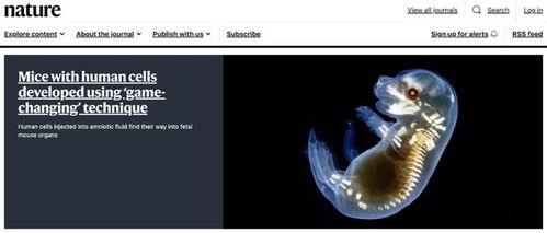 類器官技術(shù)新突破 華人學(xué)者利用人體干細(xì)胞在小鼠體內(nèi)培育人類細(xì)胞