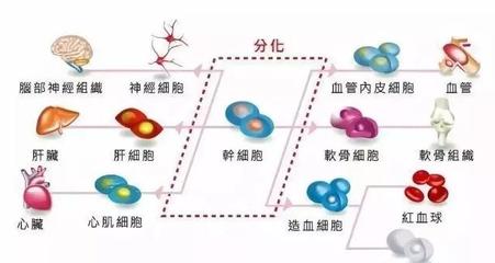 儲(chǔ)存干細(xì)胞 為未來(lái)健康構(gòu)筑希望種子