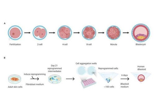 從干細胞到器官再生 日本人與動物嵌合胚胎試驗的技術(shù)路徑與倫理邊界