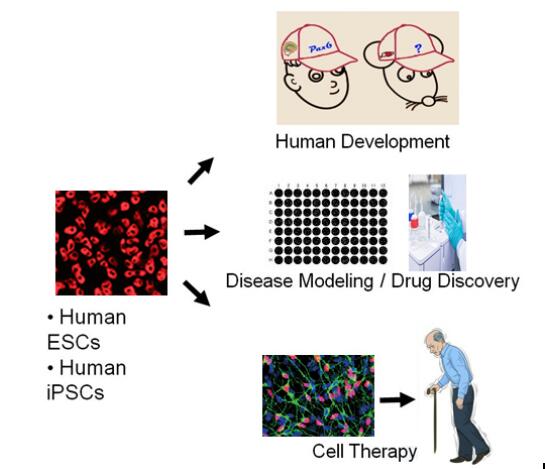 干細胞神經(jīng)分化課題組 引領(lǐng)人體干細胞技術(shù)在神經(jīng)領(lǐng)域的技術(shù)開發(fā)與應(yīng)用前沿